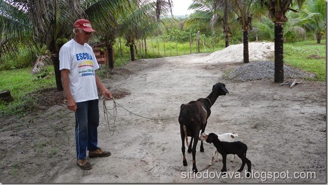 familia ovelhal