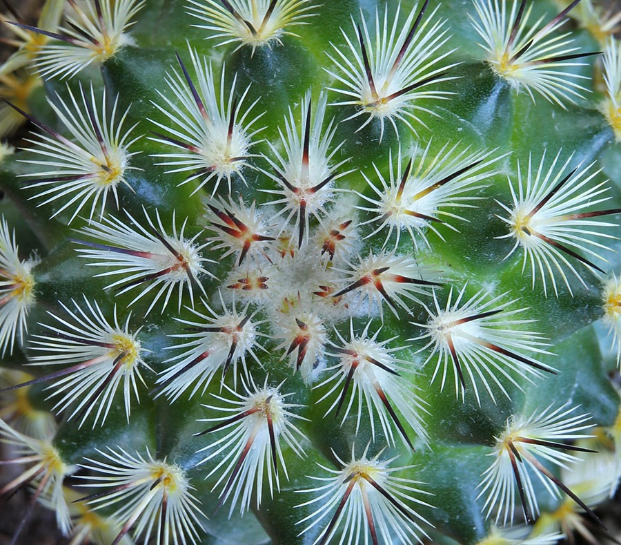 [110804_Mammillaria-microhelia_05_cu%255B3%255D.jpg]