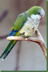 aves11
