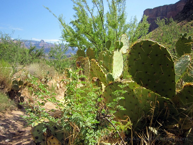 [GrandCanyon-1%255B3%255D.jpg]