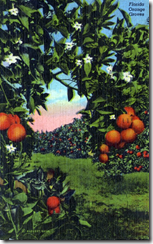 orange trees