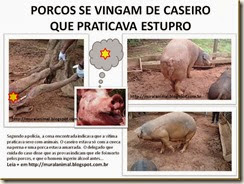 PORCOS SE VINGAM DE CASEIRO