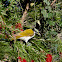 Blue-faced Honeyeater (Jv)