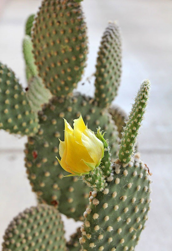[120605_Opuntia-microdasys_01%255B6%255D.jpg]