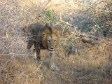 One morning there was a whole group of male lions prowling up and down and along the sides of a road, roaring loudly, apparently challenging each other. This one just happened to walk straight towards our open window before heading to the right. South Africa - 445.jpg