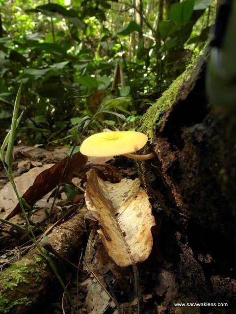 [yellow_mushroom_1%255B2%255D.jpg]