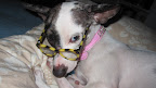 ...They are wise...
(Rescued dog Pepper)