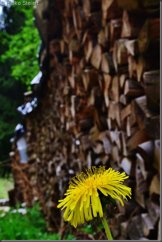 Frische Pusteblume DSC_5263