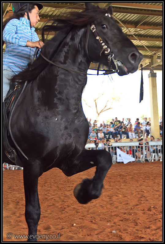 il/Фото: Stallion Show 2011 (20110416 stllion show 097 2461)