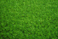pinoyecofarm penalosa farms_0031.JPG