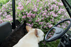 Checking Out More Beautiful Blooms