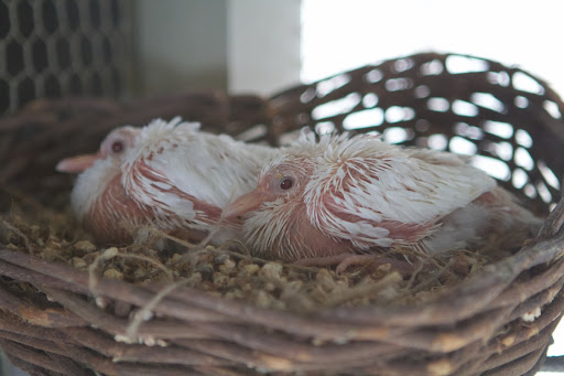 These squabs are so much bigger - good job mom and dad! And their white feathers are growing in quickly. These squabs are so much bigger - good job mom and dad! And their white feathers are growing in quickly.