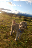 Silver Labradoodle.