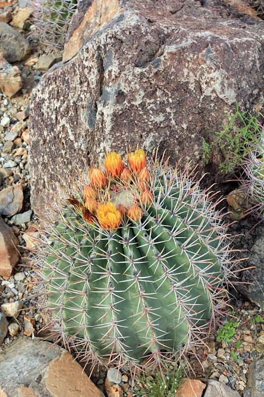 [120728_ArizonaSonoraDesertMuseum_Ferocactus-diguetii_02%255B2%255D.jpg]