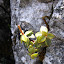 Plant in limestone outcrop