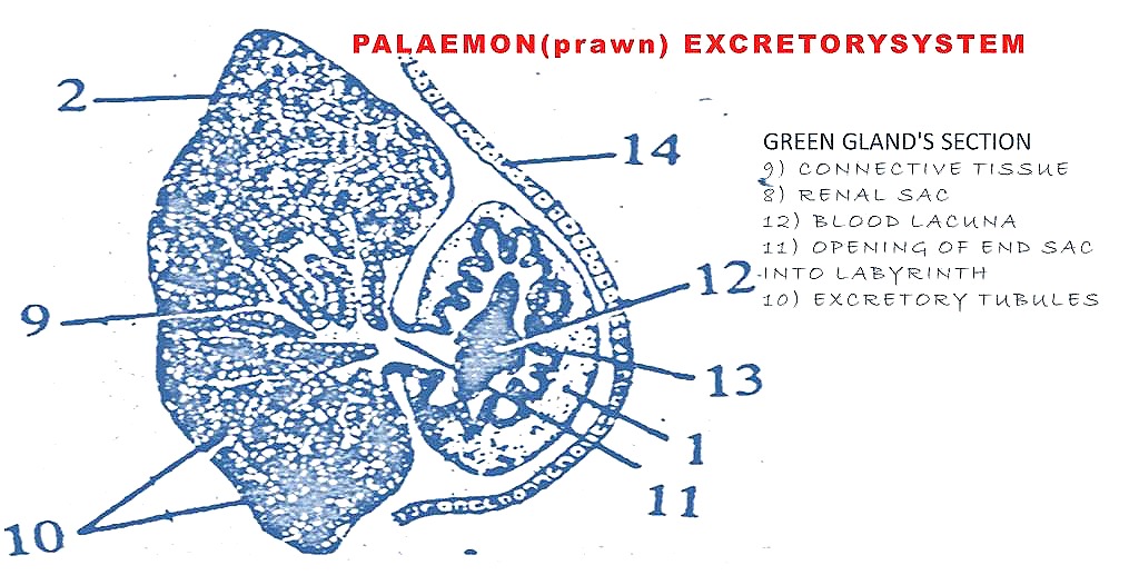 [Palaemon-excretory%2520system%255B16%255D.jpg]