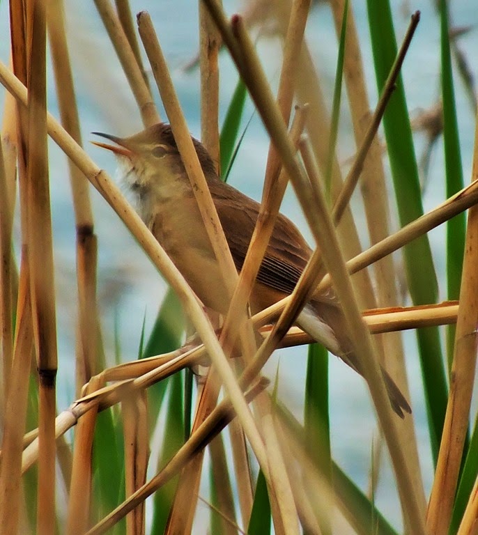 [sedge%2520warbler%2520croxall%2520May%25202014%255B3%255D.jpg]