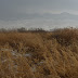 Fields of winter wheat south of Wusu, Xinjiang