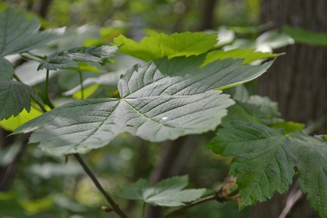 DSC_1233 DSC_1233