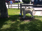 And this fluffy scrapper was well known by those eating lunch in the picnic area.