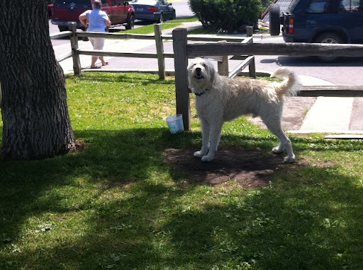 And this fluffy scrapper was well known by those eating lunch in the picnic area.