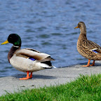DSC_0559.JPG