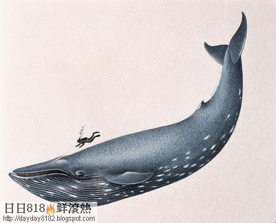 巨大鯨屍 Sei Whale