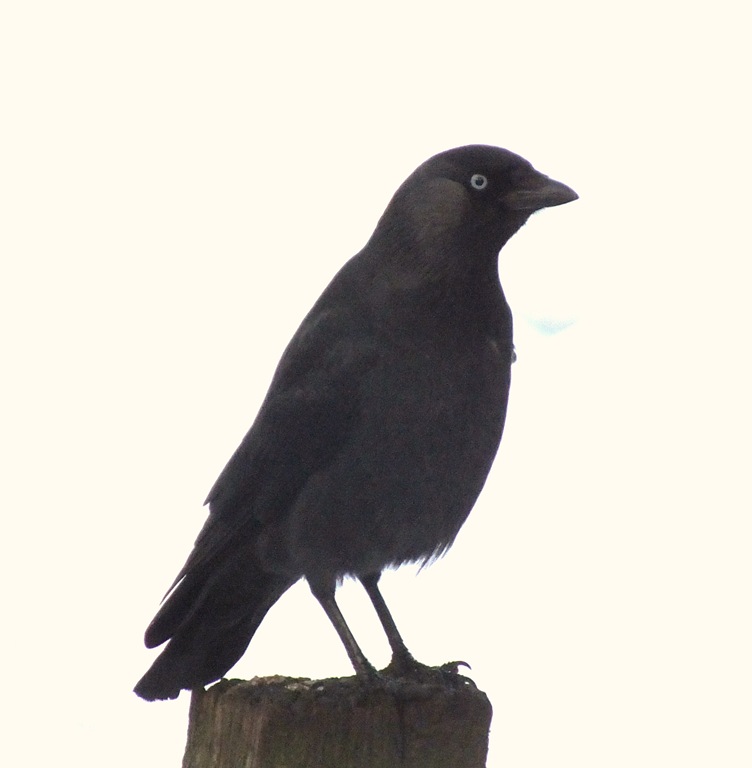 [jackdaw%255B3%255D.jpg]