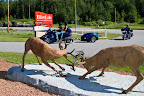 Deer Trailhead just before Elliot Lake