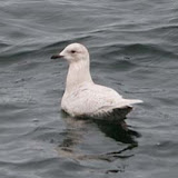 Iceland gull