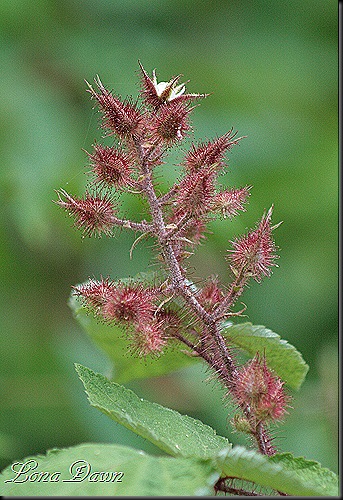 S_Wineberry_Rubus_phoenicolasius