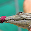 18 Month Old Crocodile - Port Douglas, Australia