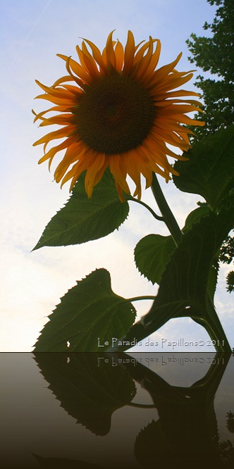 IMG_6684 IMG_6684
