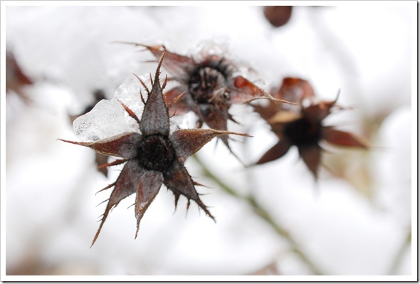 rosehip stars