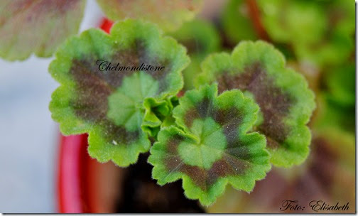 Pelargonium 16 juni -14 048 Pelargonium 16 juni -14 048