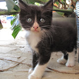 Oliver