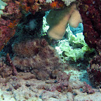 Octopus (Menjangan, North Bali)