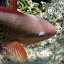 A Fish Eating Breakfast - Oak Beach, Australia