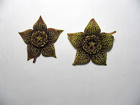 Orbea variegata.jpg