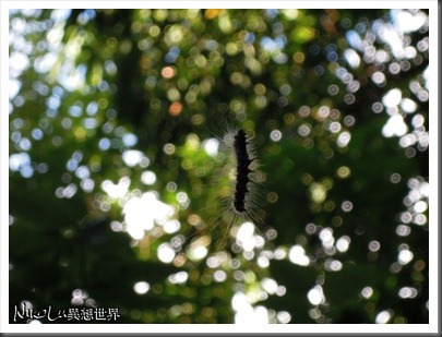 DSCN1758 DSCN1758