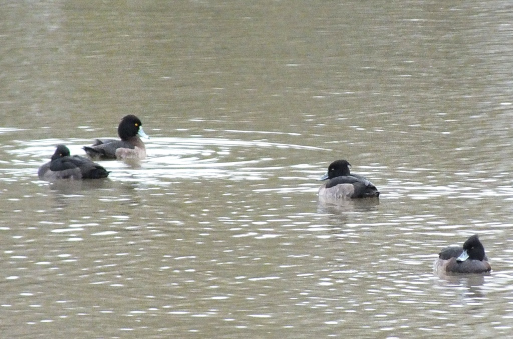 [tufted%2520ducks%255B4%255D.jpg]