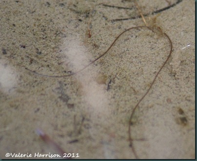 download horsehair worm in toilet download horsehair worm in toilet