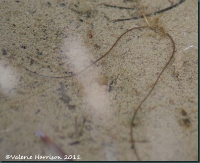 15-horsehair-worm