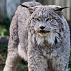IMG_7926_DxO_raw.jpg