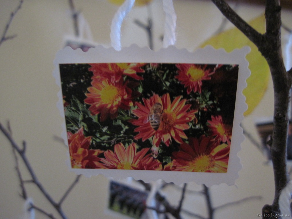 [bees%2520on%2520mums%255B9%255D.jpg]