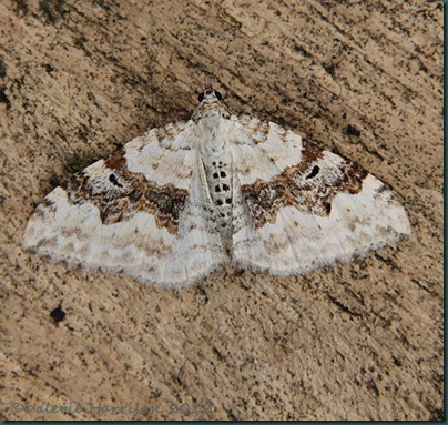 Silver-Ground-Carpet Silver-Ground-Carpet