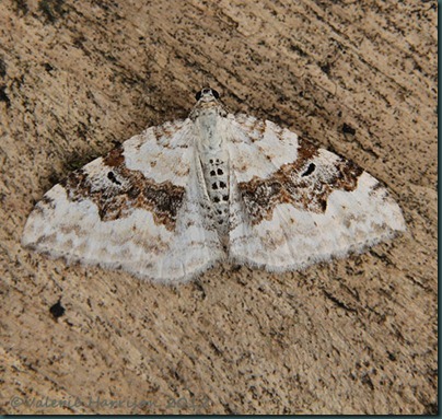 Silver-Ground-Carpet