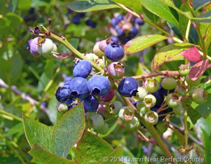 Blueberry close-up