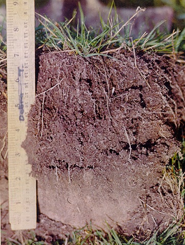 [soil-2bg%255B2%255D.jpg]