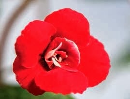 [Achimenes%2520Petite%2520Fadette%255B2%255D.jpg]